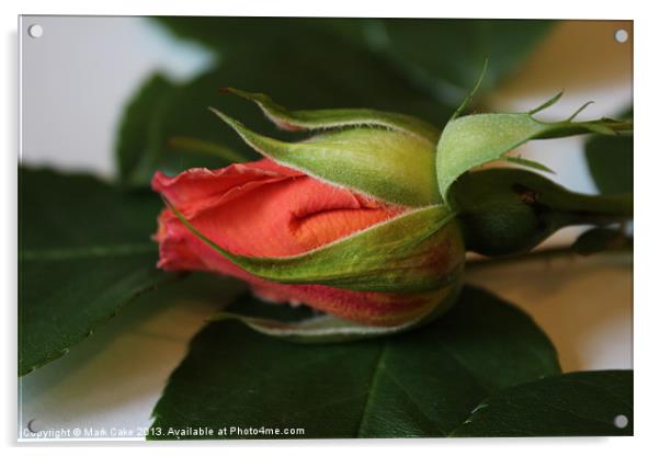 Rose bud Acrylic by Mark Cake