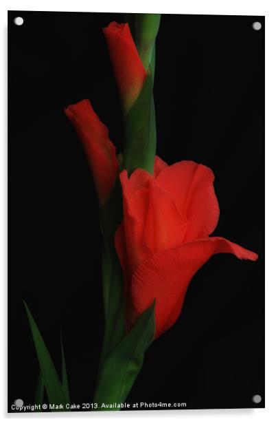 Hot Gladioli Acrylic by Mark Cake