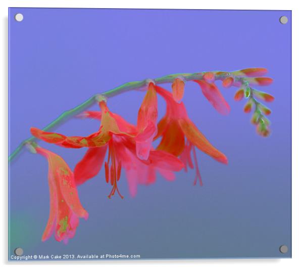 Pink Saturation  great Montbretia Acrylic by Mark Cake