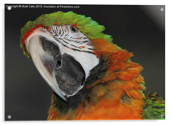 Harlequin macaw Acrylic by Mark Cake