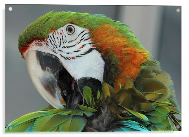 Harlequin macaw preening Acrylic by Mark Cake
