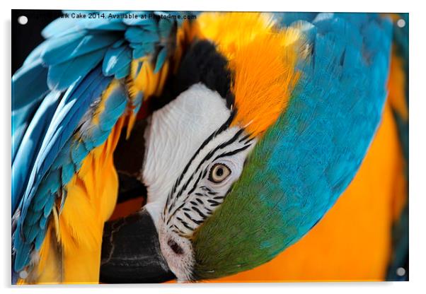 Blue and Gold macaw preening Acrylic by Mark Cake
