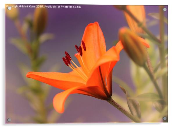  Orange Lilly  Acrylic by Mark Cake