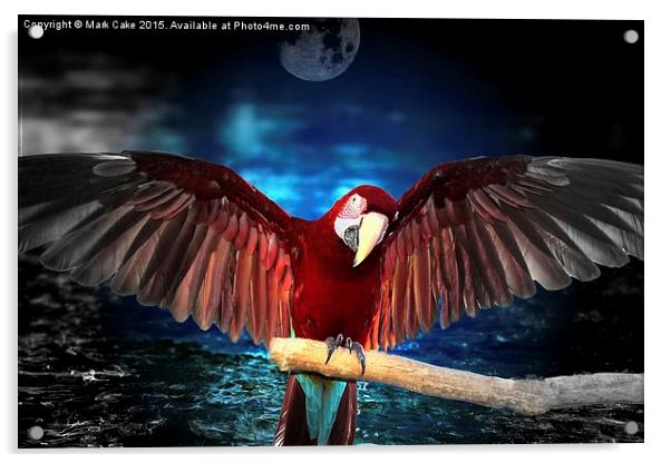  Macaw by moon light Acrylic by Mark Cake
