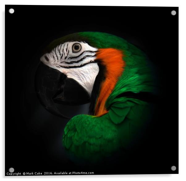 Green and Gold macaw portrait Acrylic by Mark Cake