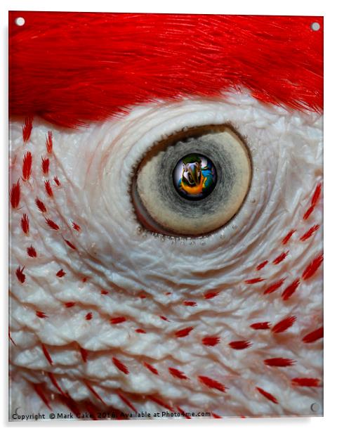 Eye delight Acrylic by Mark Cake