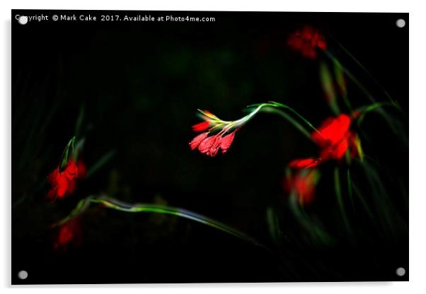 Kaffir lily at night Acrylic by Mark Cake