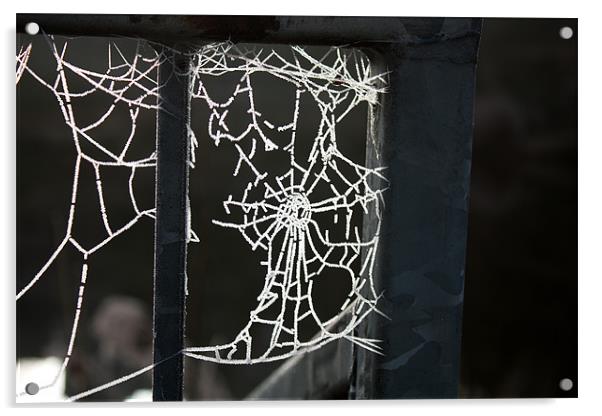 Frosty Cobweb Acrylic by Louise Wilson