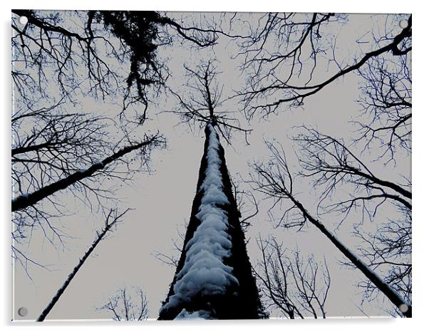 snowy tree Acrylic by Seth jones