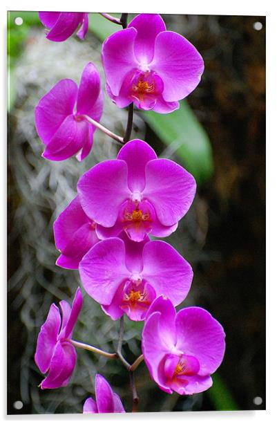 Purple Orchids Acrylic by Shari DeOllos