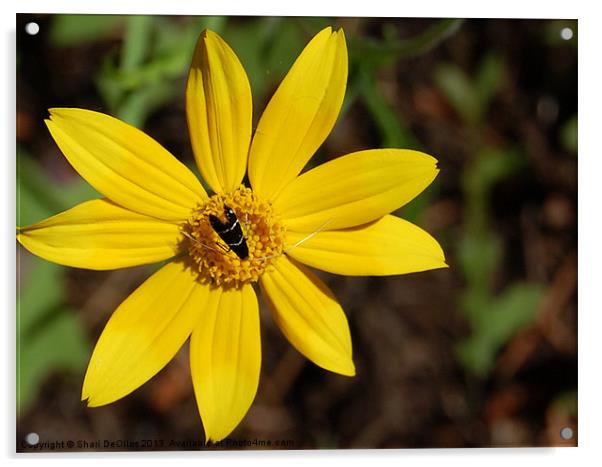 Flower and Bug Acrylic by Shari DeOllos