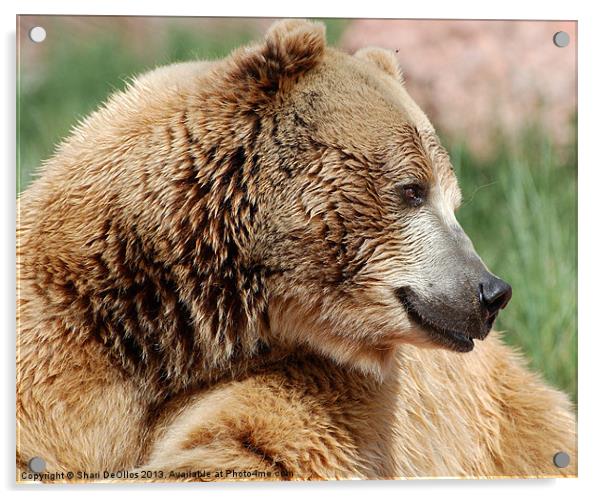 Grizzly Bear Acrylic by Shari DeOllos