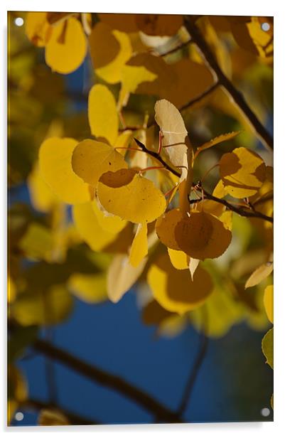 Golden Aspen Leaves Acrylic by Shari DeOllos