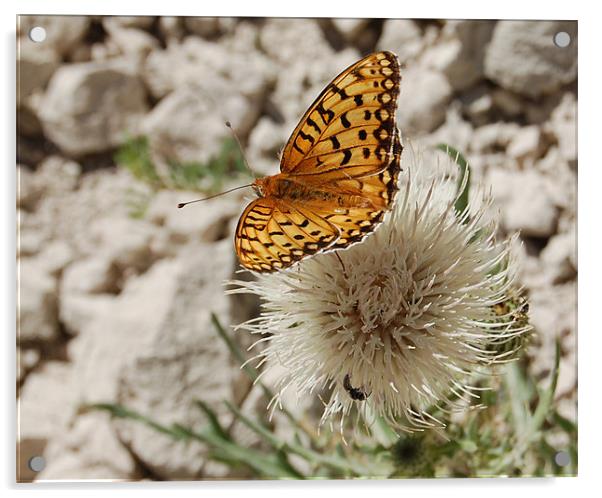 Orange and Black Butterfly Acrylic by Shari DeOllos