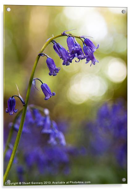 Bluebell Acrylic by Stuart Gennery