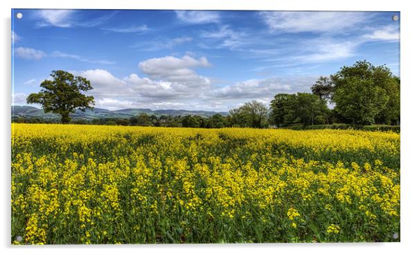 Summer Meadow Acrylic by Ian Mitchell