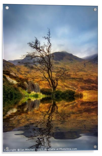 Lone Tree Acrylic by Ian Mitchell
