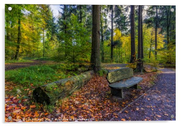 Autumn Forest Walks Acrylic by Ian Mitchell