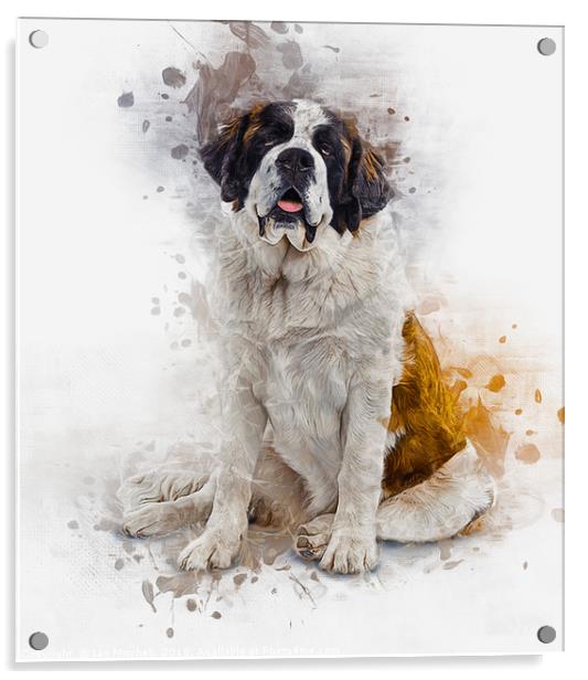 St Bernard Acrylic by Ian Mitchell