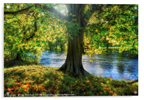 Shades of Autumn Acrylic by Ian Mitchell