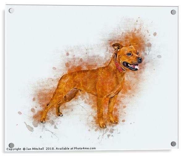 Staffordshire Bull Terrier Acrylic by Ian Mitchell