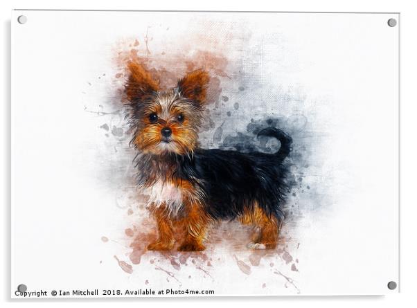 Yorkshire Terrier Acrylic by Ian Mitchell