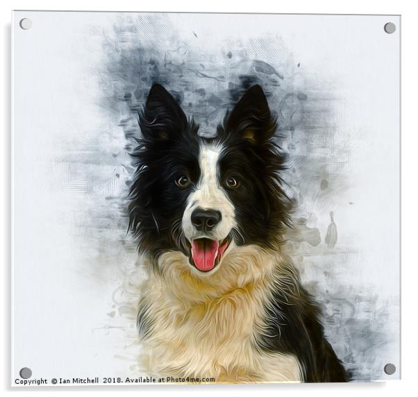 Border Collie Art Acrylic by Ian Mitchell