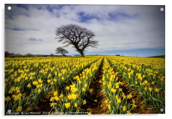 Daffodil Field Acrylic by Ian Mitchell
