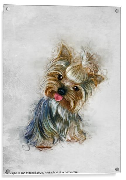 Yorkshire Terrier Art Acrylic by Ian Mitchell