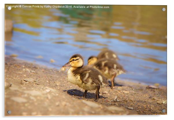  Cute Little Duckling Acrylic by Canvas Prints by Kathy Chadwick
