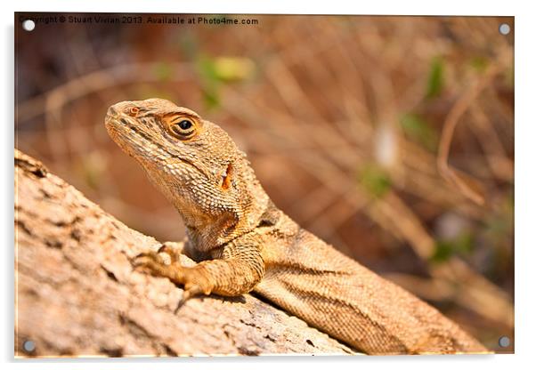 Madagascar Lizard #1 Acrylic by Stuart Vivian