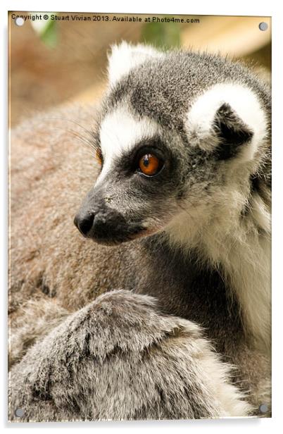 Ring-Tailed Lemur Acrylic by Stuart Vivian