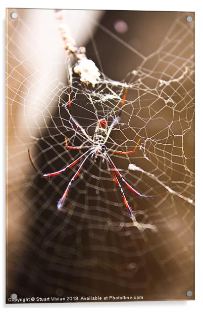 Madagascar Spider Acrylic by Stuart Vivian