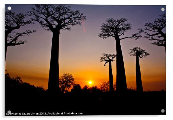 Madagascar Baobabs #2 Acrylic by Stuart Vivian