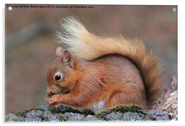  Red Squirrel Acrylic by Rob Washington