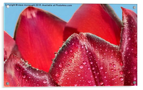  Waterdrops on Tulip Acrylic by dave mcnaught