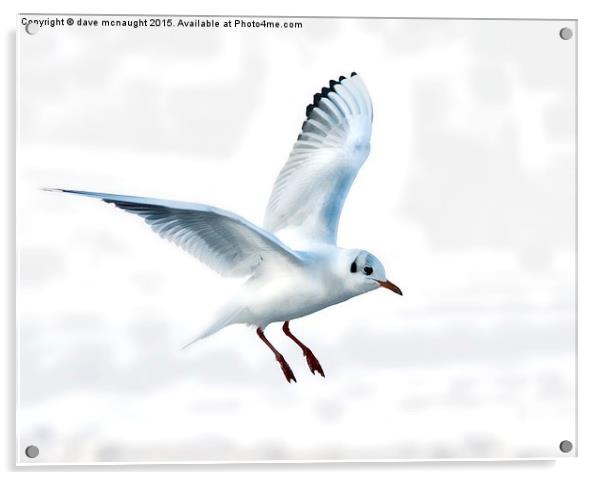  Gull in flight Acrylic by dave mcnaught