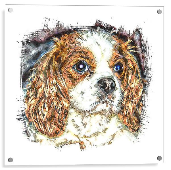  cavalier king charles spaniel Acrylic by dave mcnaught