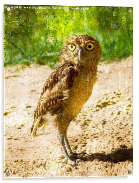  Burrowing Owl Acrylic by dave mcnaught