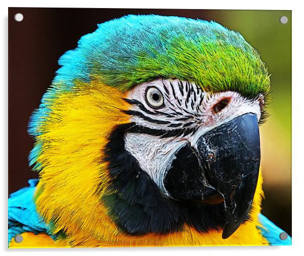 Magnificent Macaw Acrylic by Rachel & Martin Pics