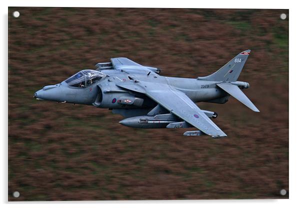 Harrier low level Acrylic by Rachel & Martin Pics