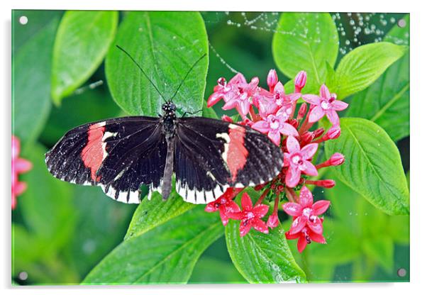 Butterfly Acrylic by Rachel & Martin Pics