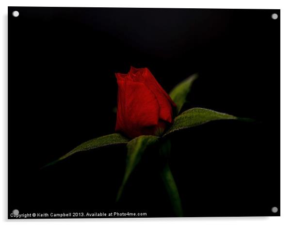 Red Rosebud Acrylic by Keith Campbell