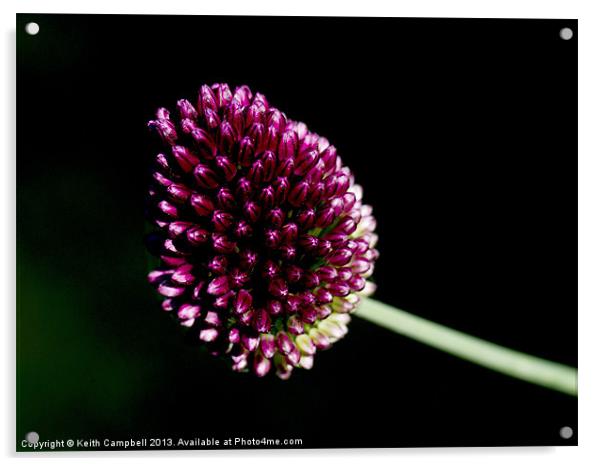 Allium Acrylic by Keith Campbell