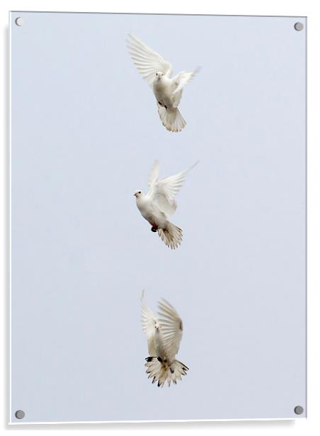 Three Doves Acrylic by Keith Campbell