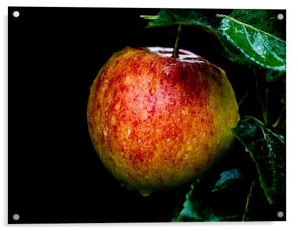 The Last Apple Acrylic by Keith Campbell