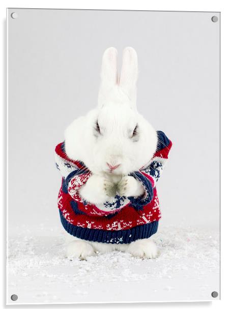 Christmas Bunny Acrylic by Keith Campbell