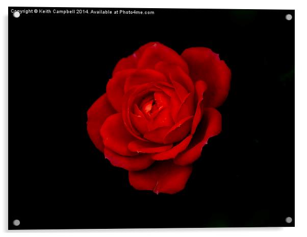  Red Rose - simplistic love Acrylic by Keith Campbell