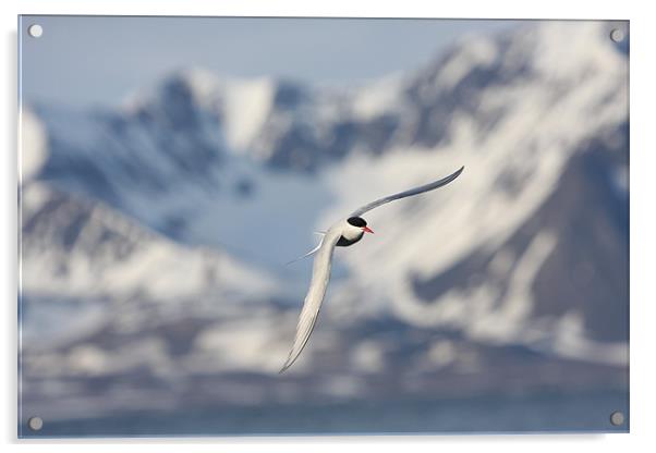 Arctic Tern, Svalbard Acrylic by chris dobbs