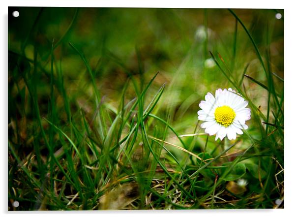 Spring Daisy Acrylic by Neil Bryars